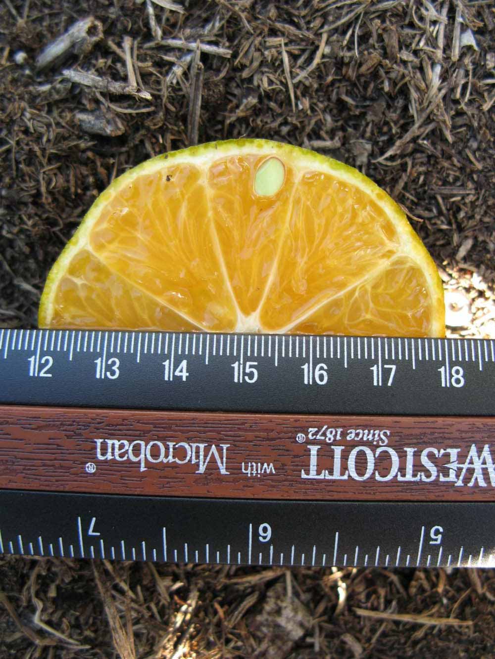            Fruit cross-section (Winter Haven, FL)   